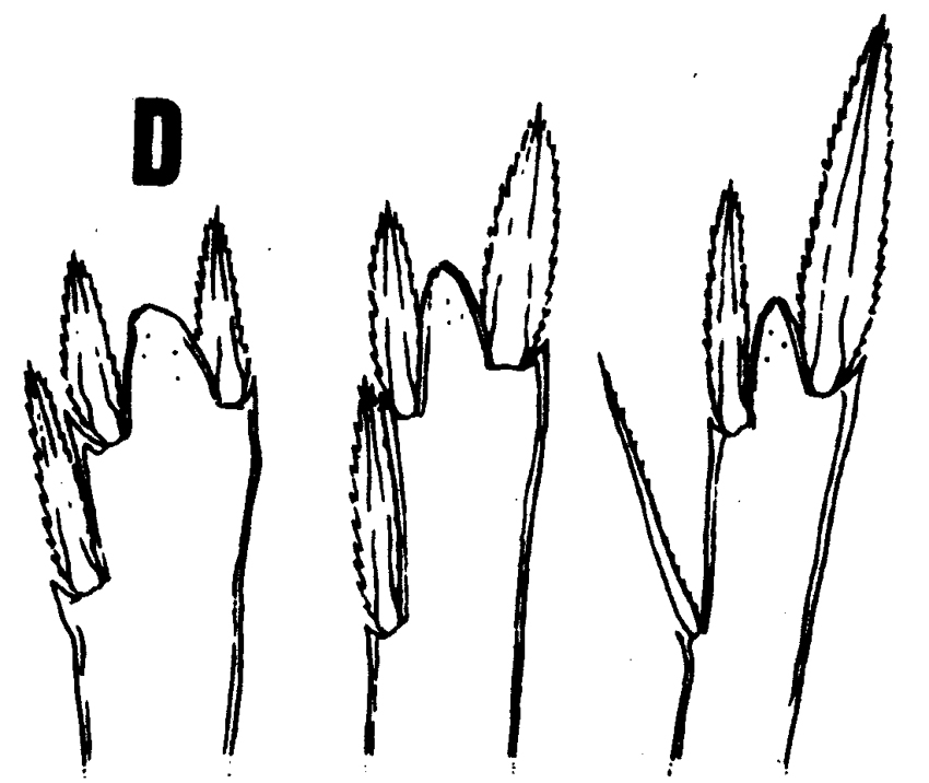 Species Triconia redacta - Plate 2 of morphological figures