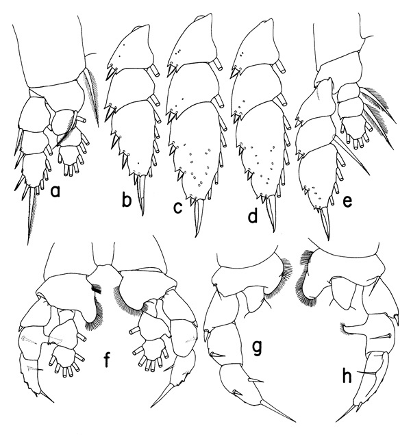 Species Neorhabdus capitaneus - Plate 2 of morphological figures
