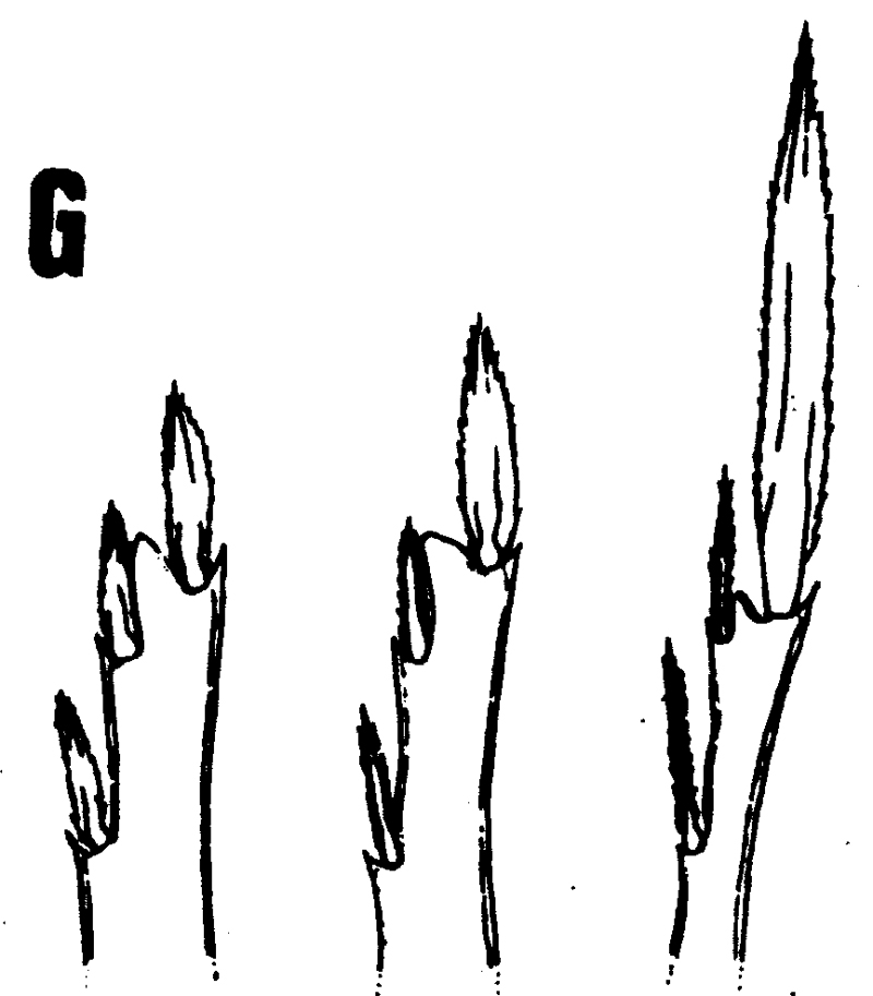 Espèce Oncaea insolita - Planche 4 de figures morphologiques