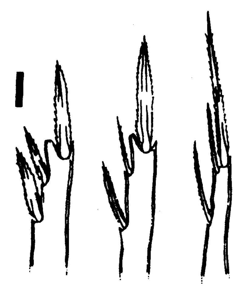 Espèce Oncaea rotata - Planche 2 de figures morphologiques