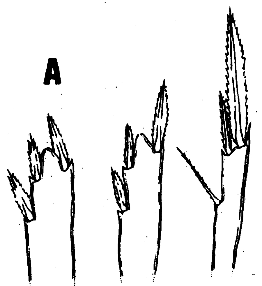 Espce Oncaea olsoni - Planche 3 de figures morphologiques