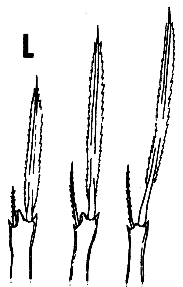 Species Oncaea englishi - Plate 5 of morphological figures