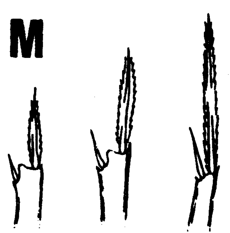 Espèce Monothula subtilis - Planche 8 de figures morphologiques
