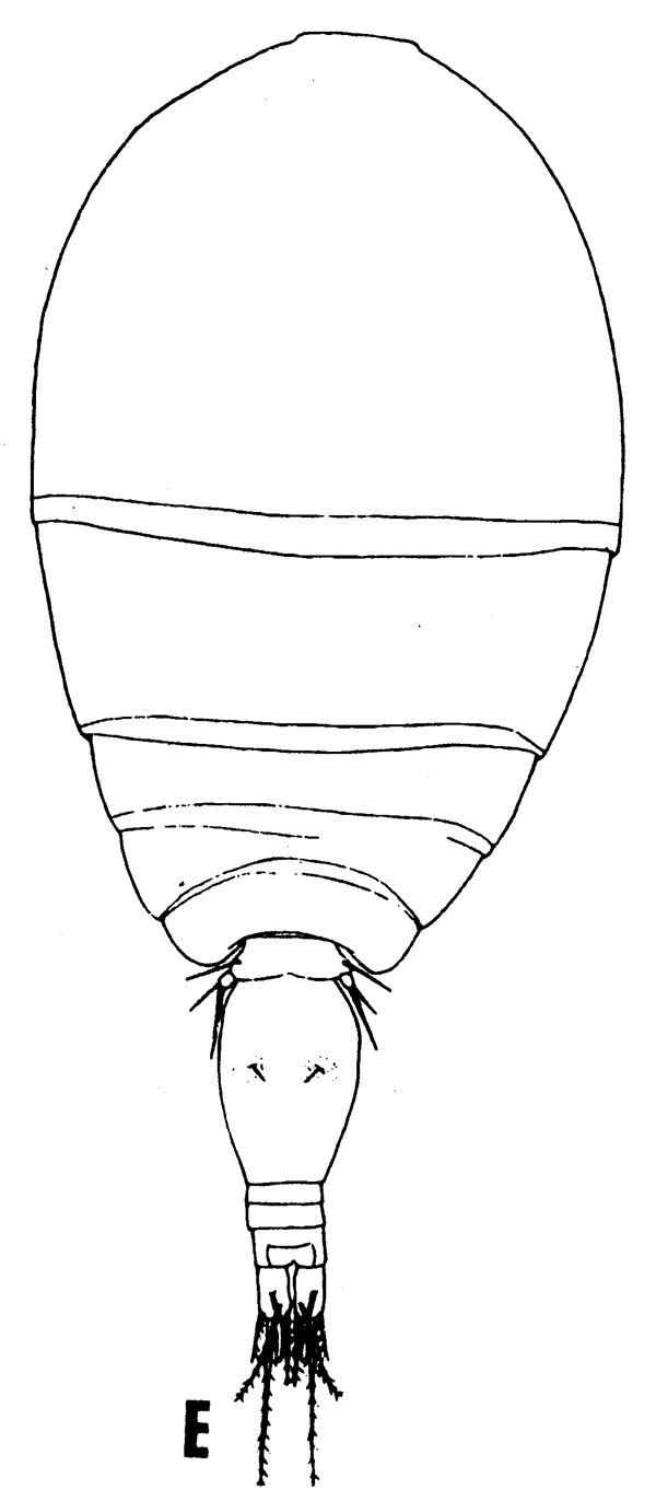 Espèce Oncaea rotata - Planche 1 de figures morphologiques