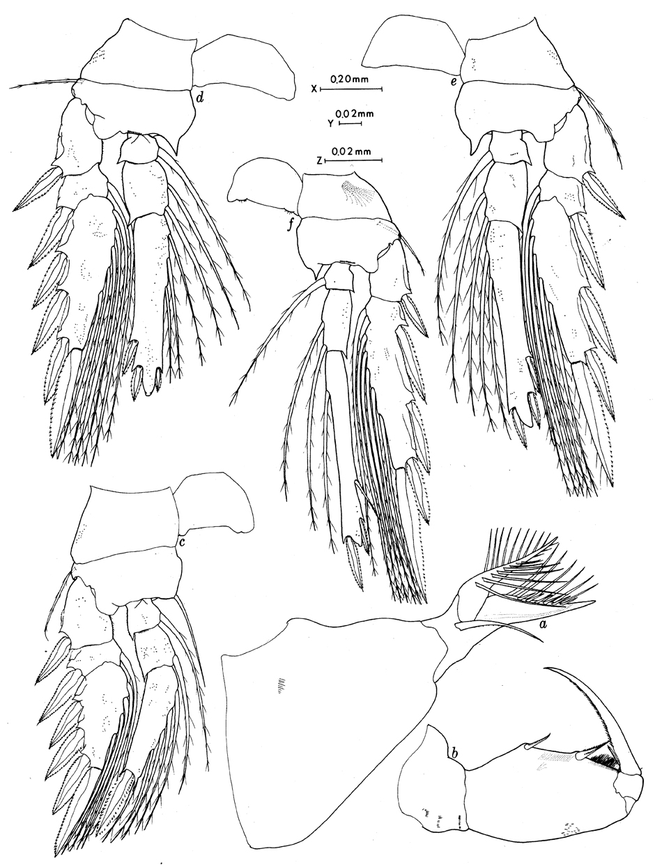 Species Triconia antarctica - Plate 2 of morphological figures