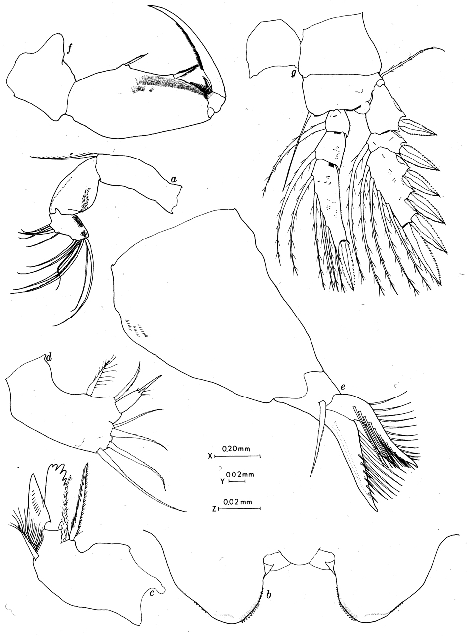 Espce Triconia inflexa - Planche 2 de figures morphologiques