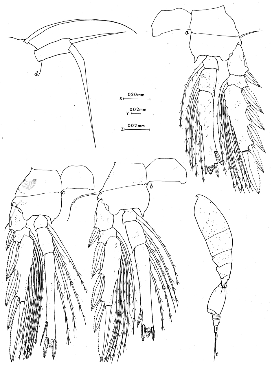 Espce Triconia inflexa - Planche 3 de figures morphologiques
