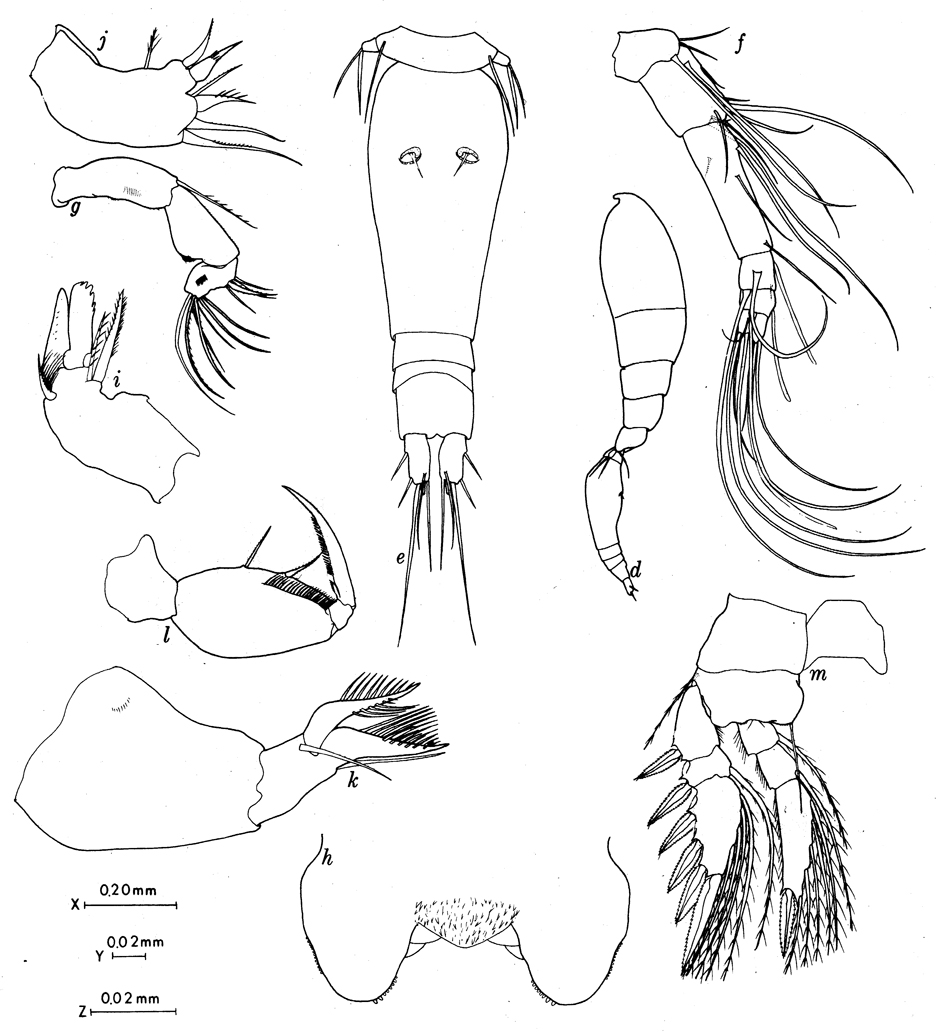 Espce Triconia similis - Planche 12 de figures morphologiques