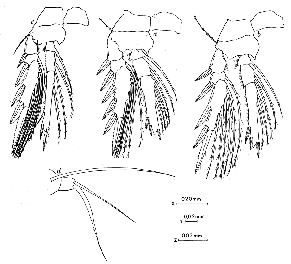 Species Triconia similis - Plate 13 of morphological figures