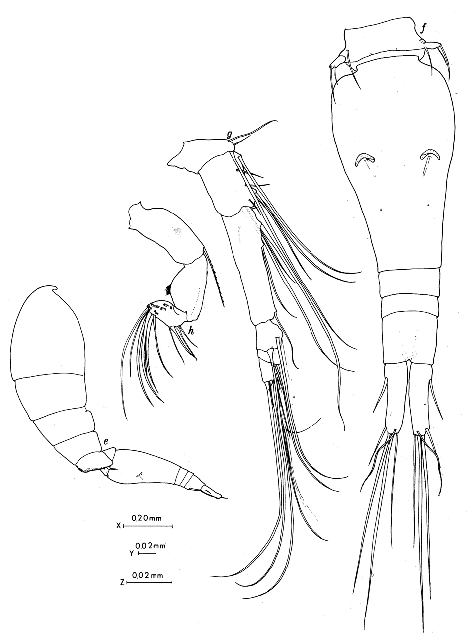 Espèce Oncaea mediterranea - Planche 12 de figures morphologiques