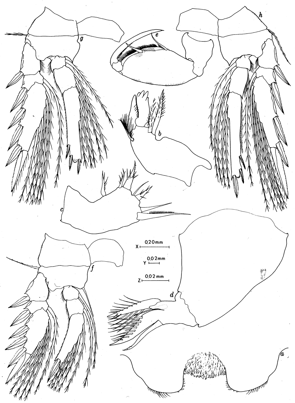 Espce Oncaea mediterranea - Planche 13 de figures morphologiques