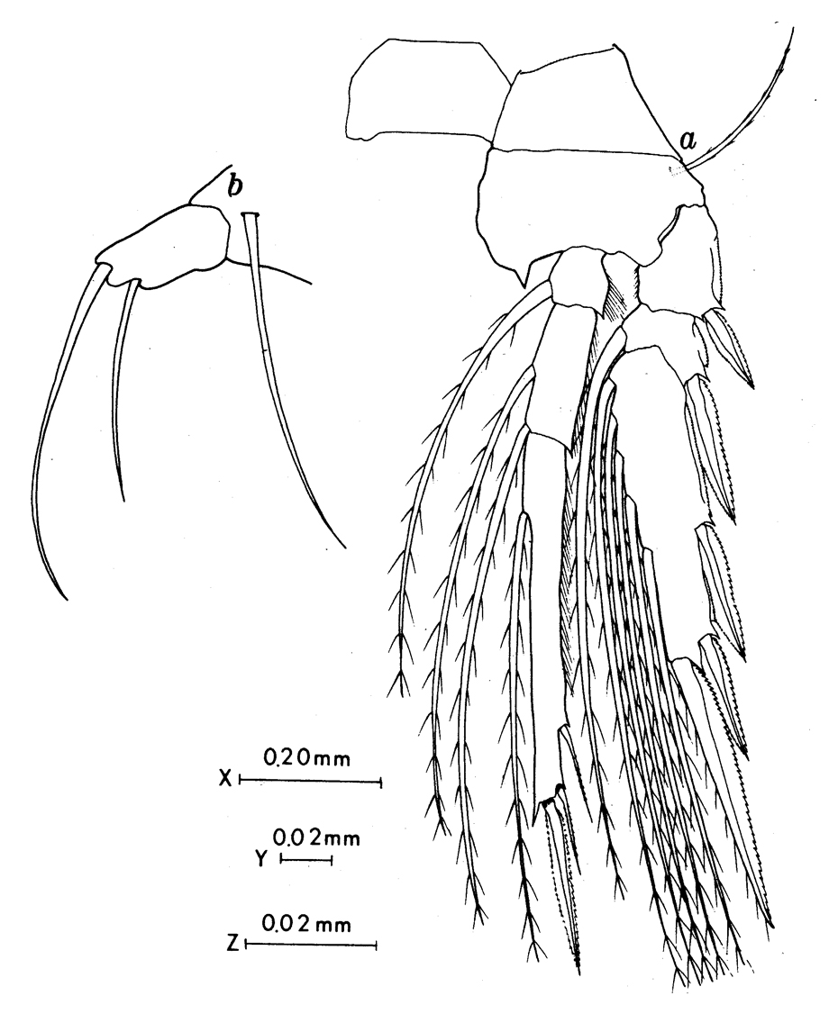 Espce Oncaea mediterranea - Planche 14 de figures morphologiques