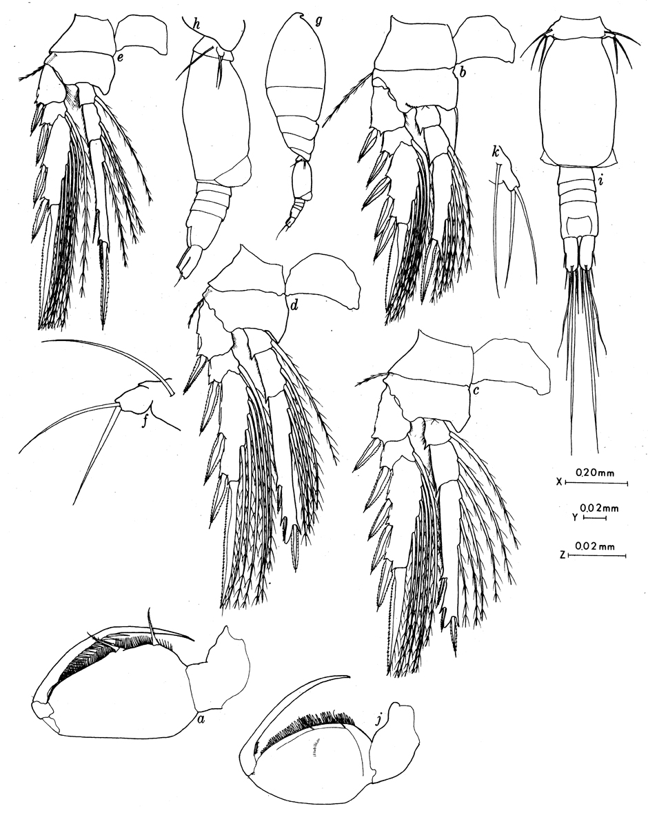 Espèce Oncaea illgi - Planche 4 de figures morphologiques