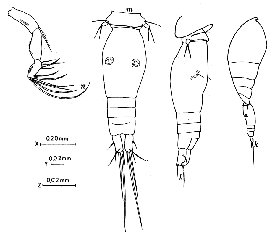Espèce Oncaea bowmani - Planche 1 de figures morphologiques
