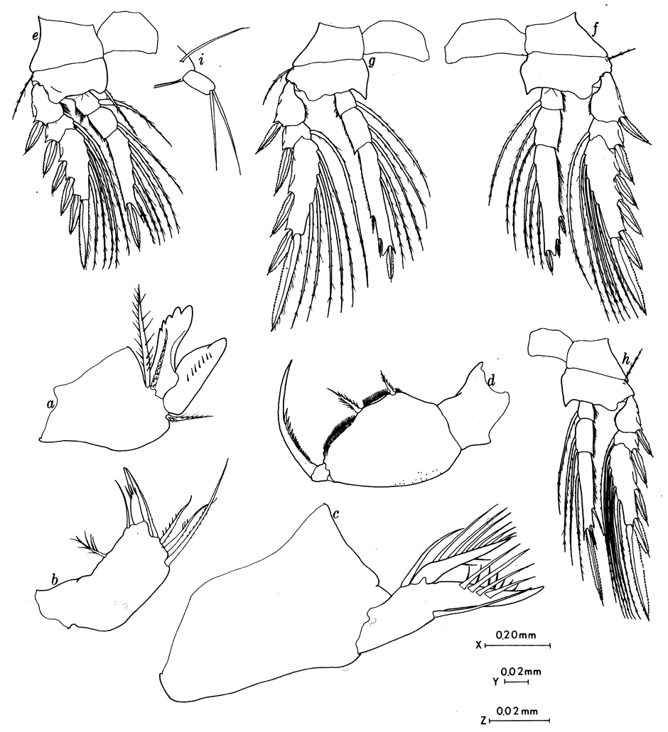 Espèce Oncaea bowmani - Planche 2 de figures morphologiques
