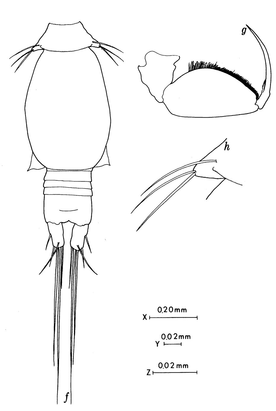 Espèce Oncaea brocha - Planche 3 de figures morphologiques