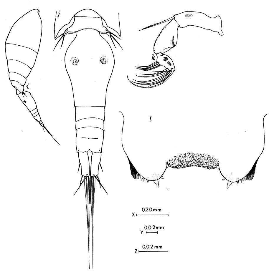 Species Oncaea olsoni - Plate 1 of morphological figures
