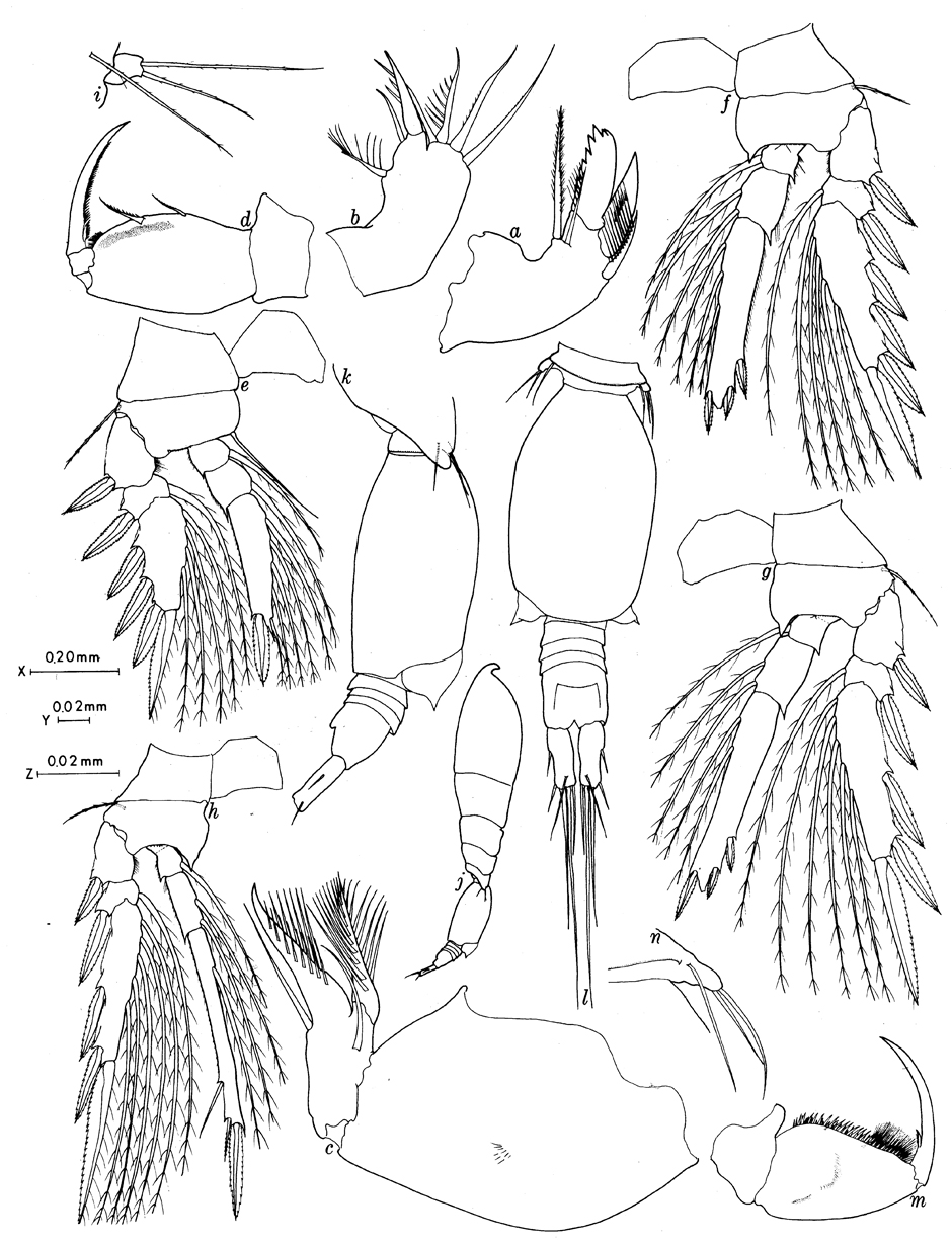 Species Oncaea olsoni - Plate 2 of morphological figures