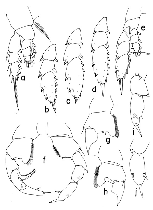 Espèce Paraheterorhabdus (Paraheterorhabdus) illgi - Planche 2 de figures morphologiques