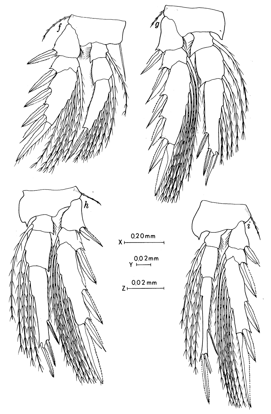 Espce Oncaea notopus - Planche 3 de figures morphologiques