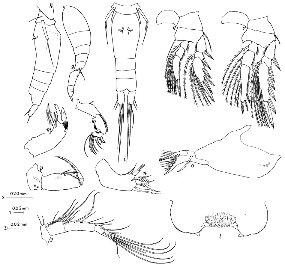 Species Oncaea prolata - Plate 3 of morphological figures