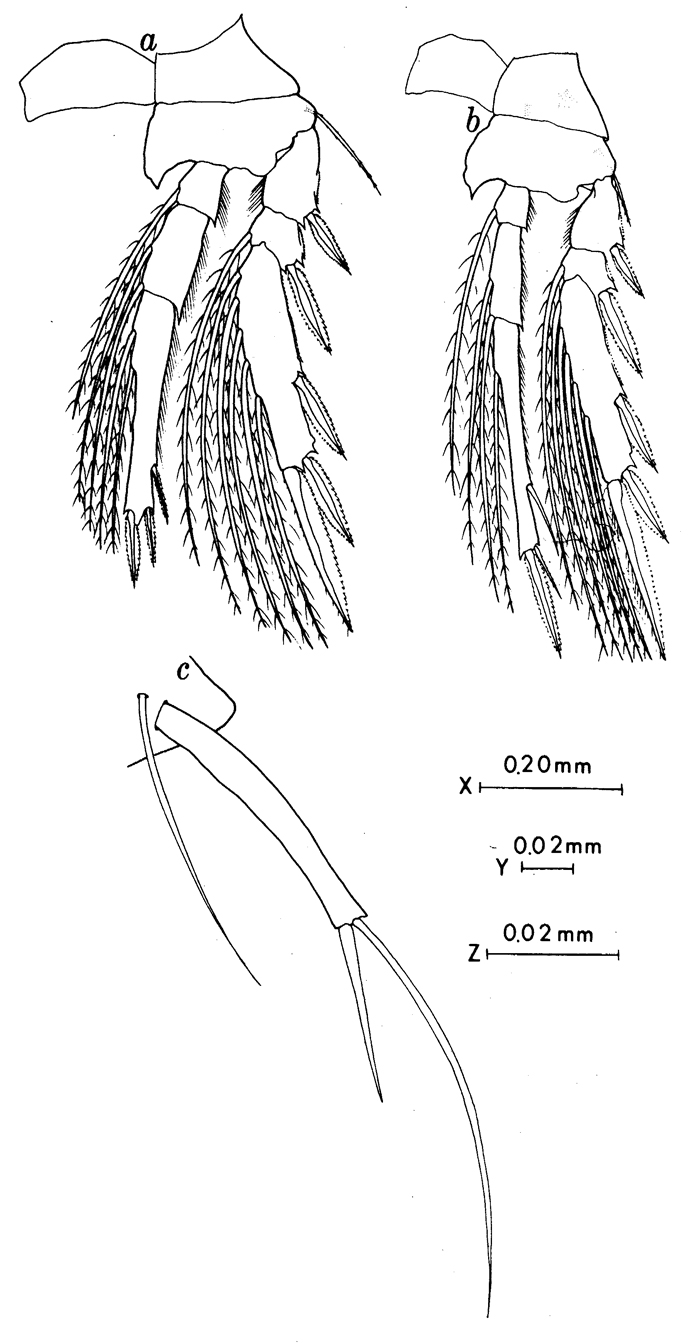 Species Oncaea prolata - Plate 4 of morphological figures