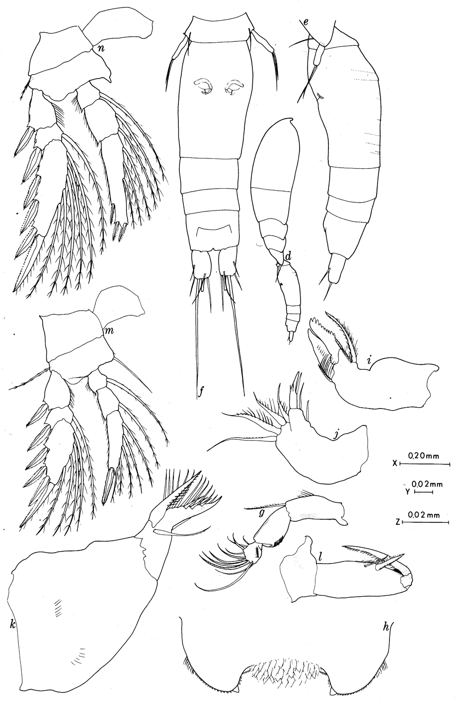 Espèce Oncaea walleni - Planche 1 de figures morphologiques