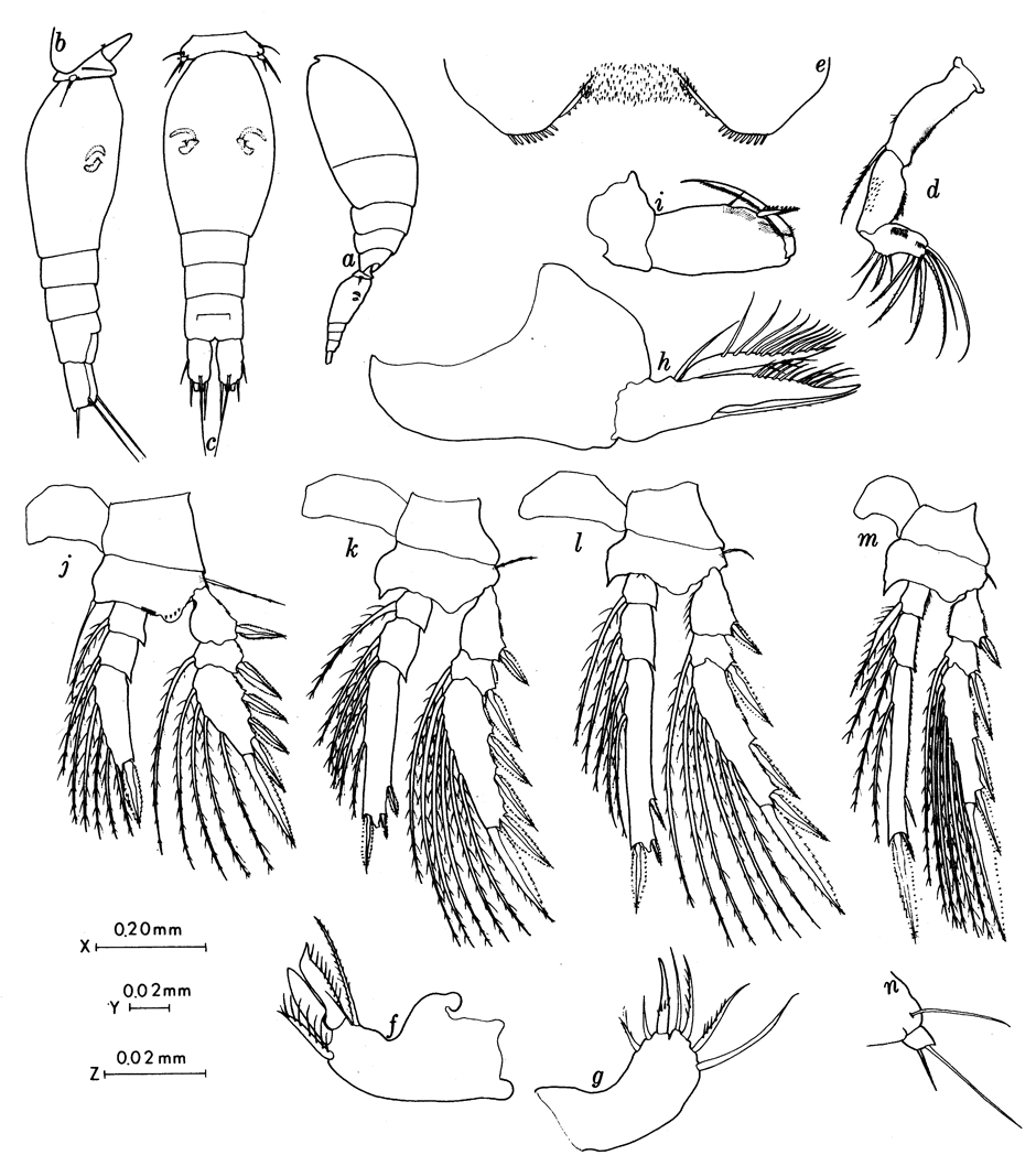 Espèce Oncaea setosa - Planche 1 de figures morphologiques