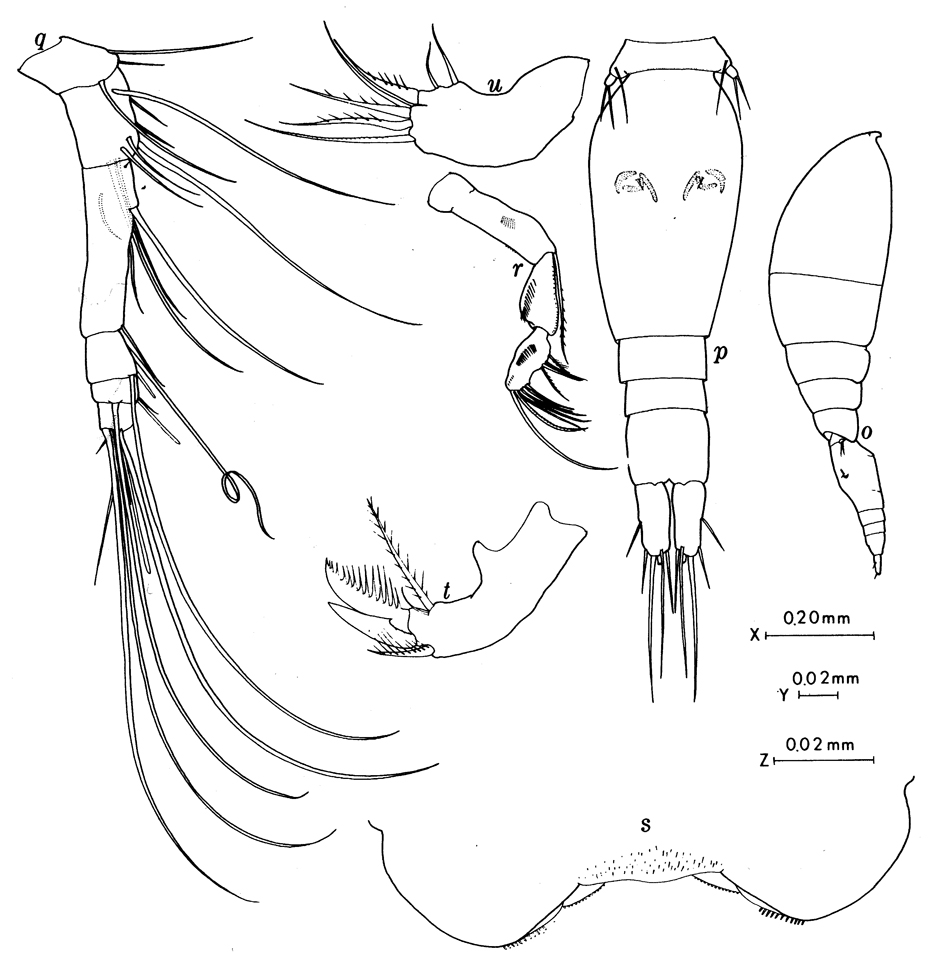 Species Oncaea macilenta - Plate 4 of morphological figures