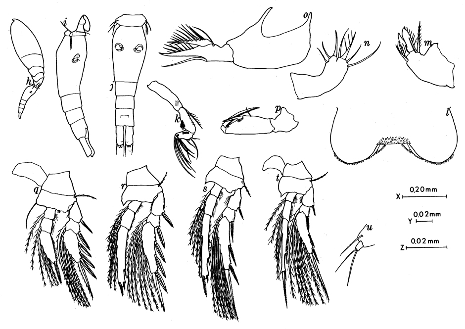 Species Oncaea pumilis - Plate 1 of morphological figures