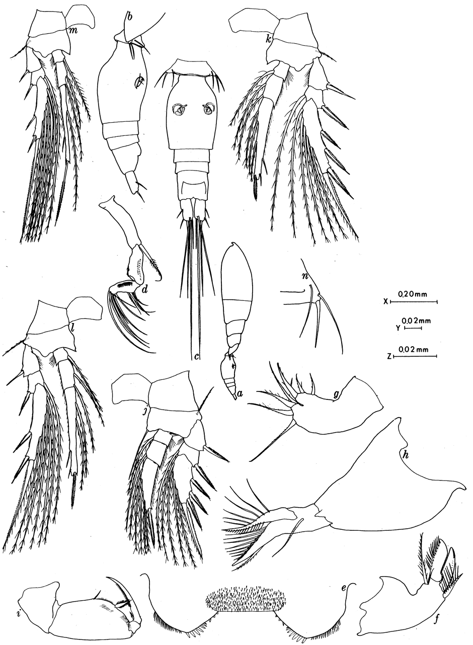 Species Oncaea petila - Plate 1 of morphological figures