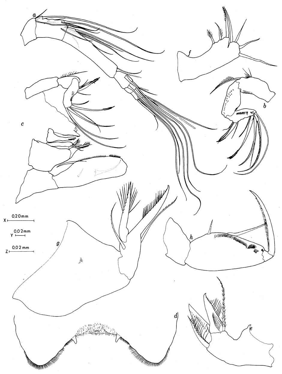 Species Oncaea englishi - Plate 7 of morphological figures