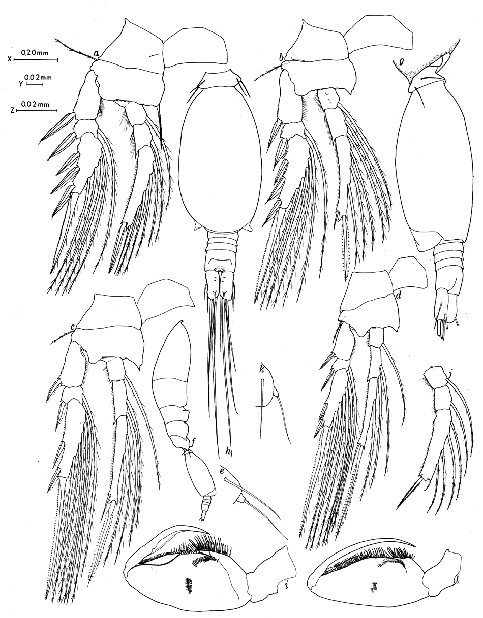 Species Oncaea englishi - Plate 8 of morphological figures