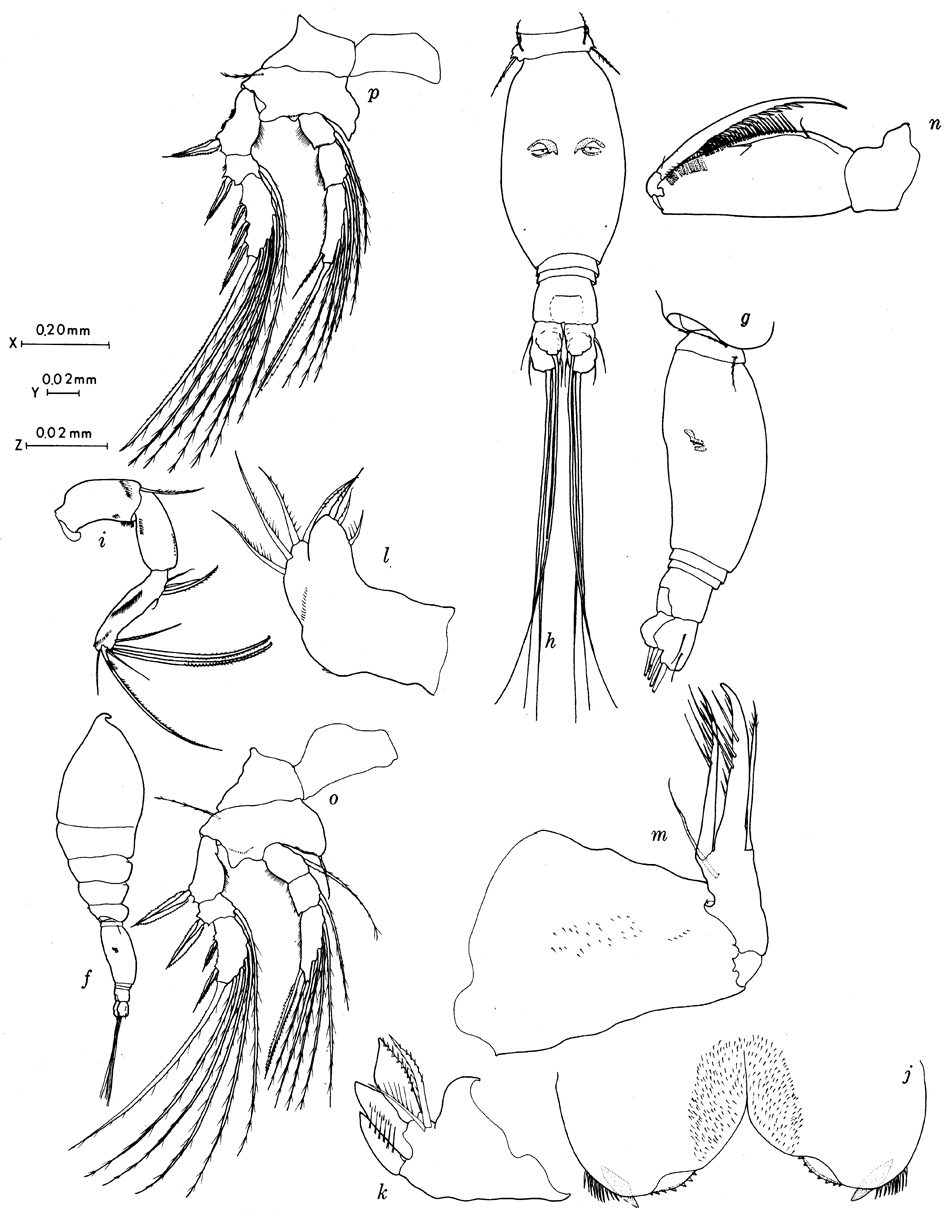 Species Epicalymma umbonata - Plate 1 of morphological figures