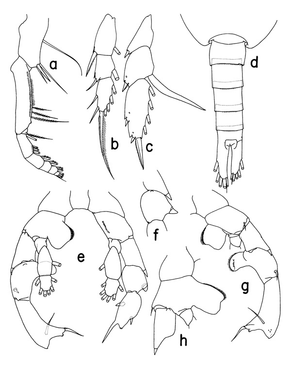 Species Paraheterorhabdus (Paraheterorhabdus) medianus - Plate 2 of morphological figures