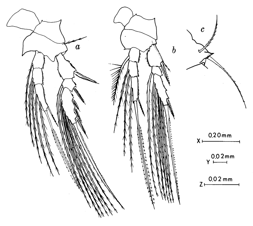 Species Epicalymma umbonata - Plate 2 of morphological figures