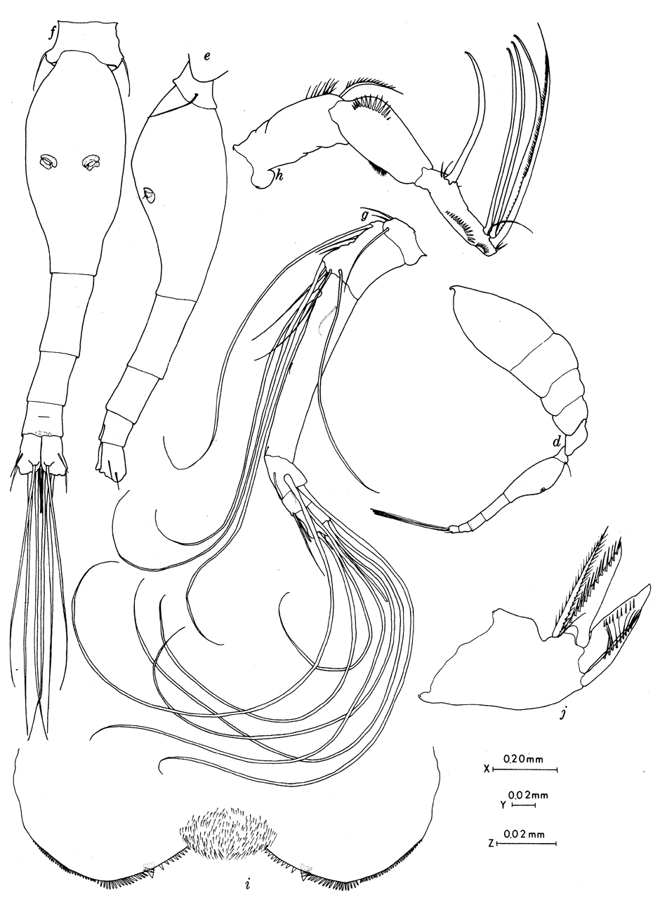 Espèce Conaea rapax - Planche 4 de figures morphologiques
