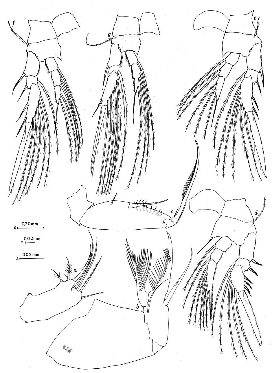 Espèce Conaea rapax - Planche 5 de figures morphologiques
