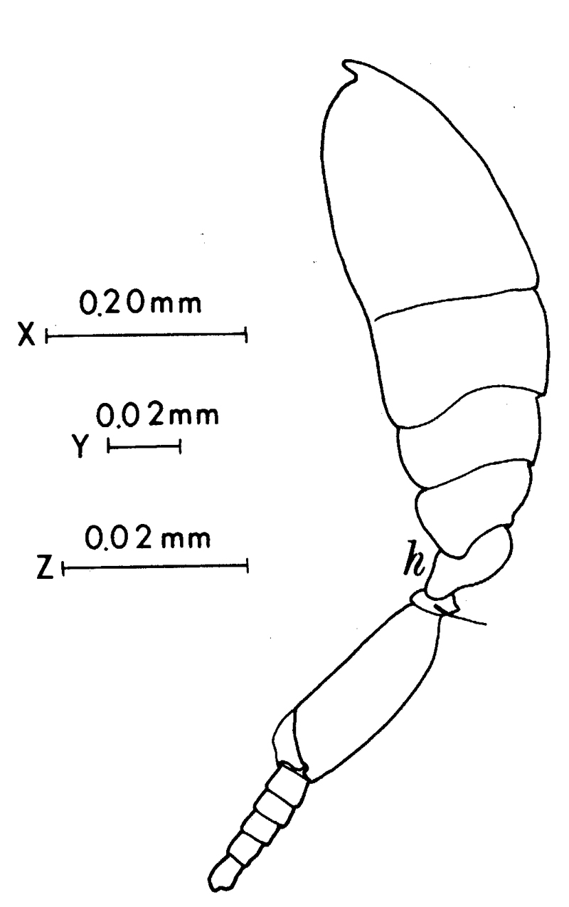 Espèce Conaea rapax - Planche 7 de figures morphologiques