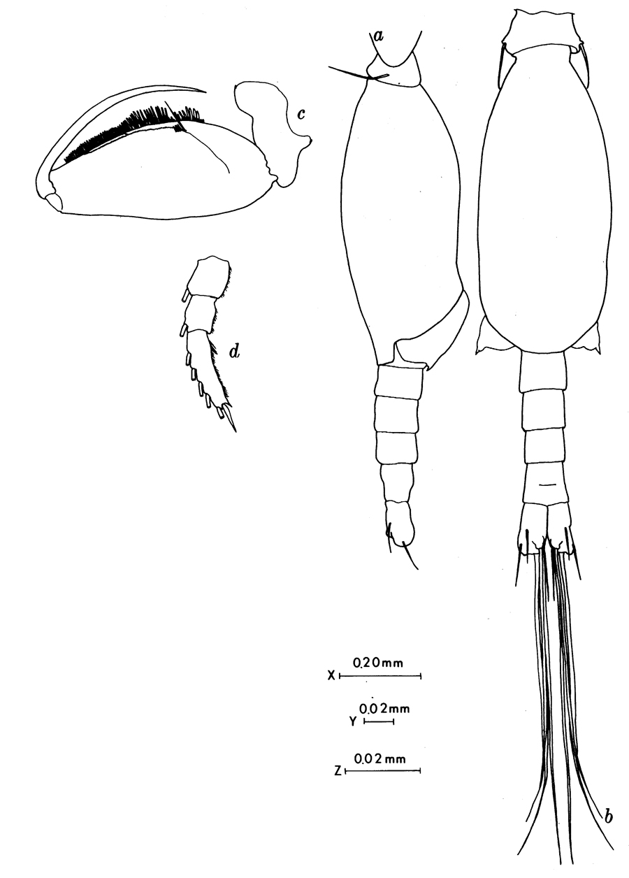Espèce Conaea rapax - Planche 8 de figures morphologiques