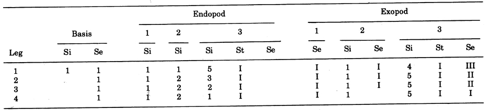 Espèce Conaea rapax - Planche 6 de figures morphologiques