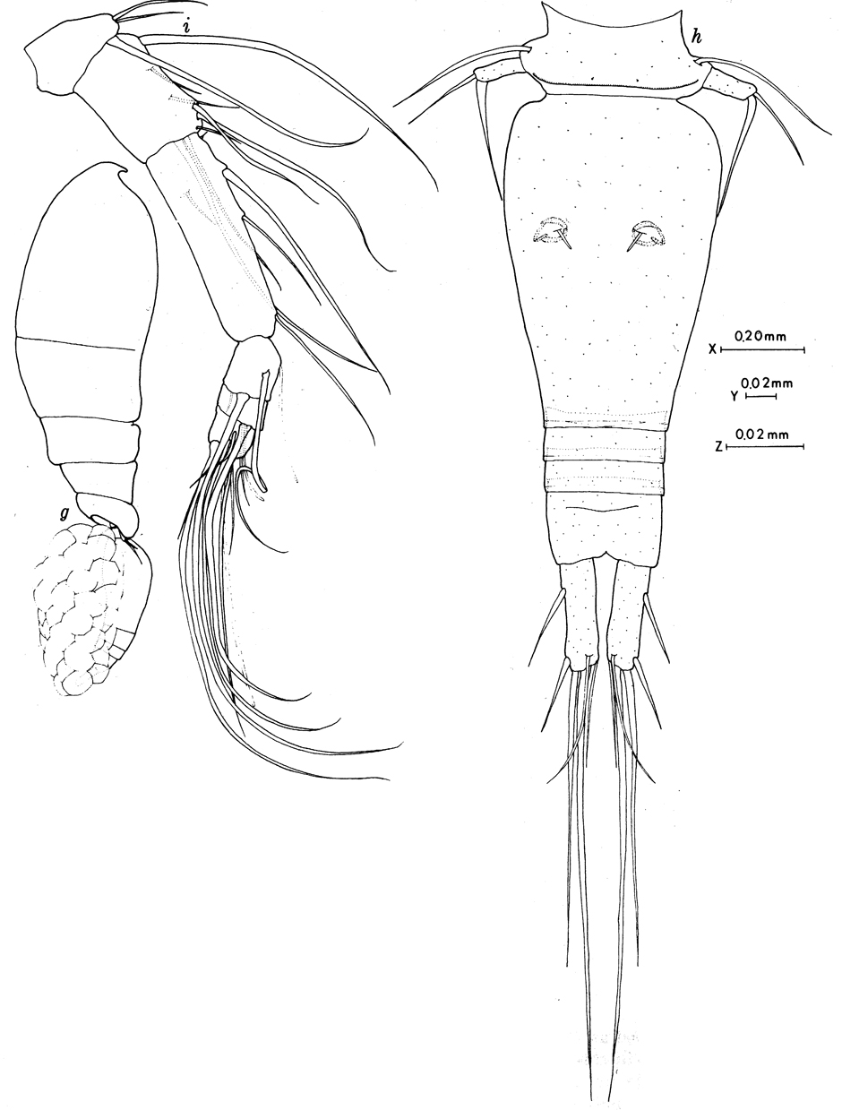 Espce Triconia inflexa - Planche 1 de figures morphologiques