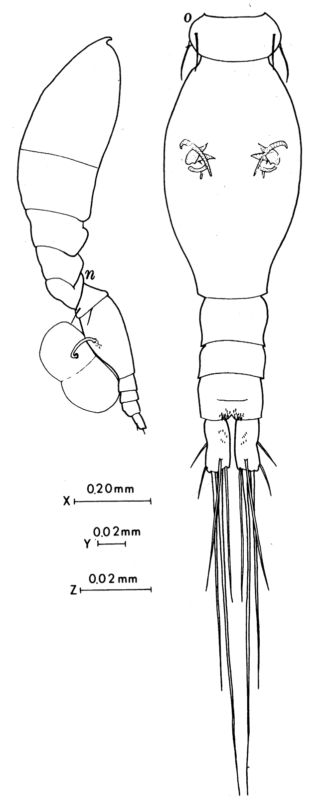 Espce Oncaea englishi - Planche 6 de figures morphologiques