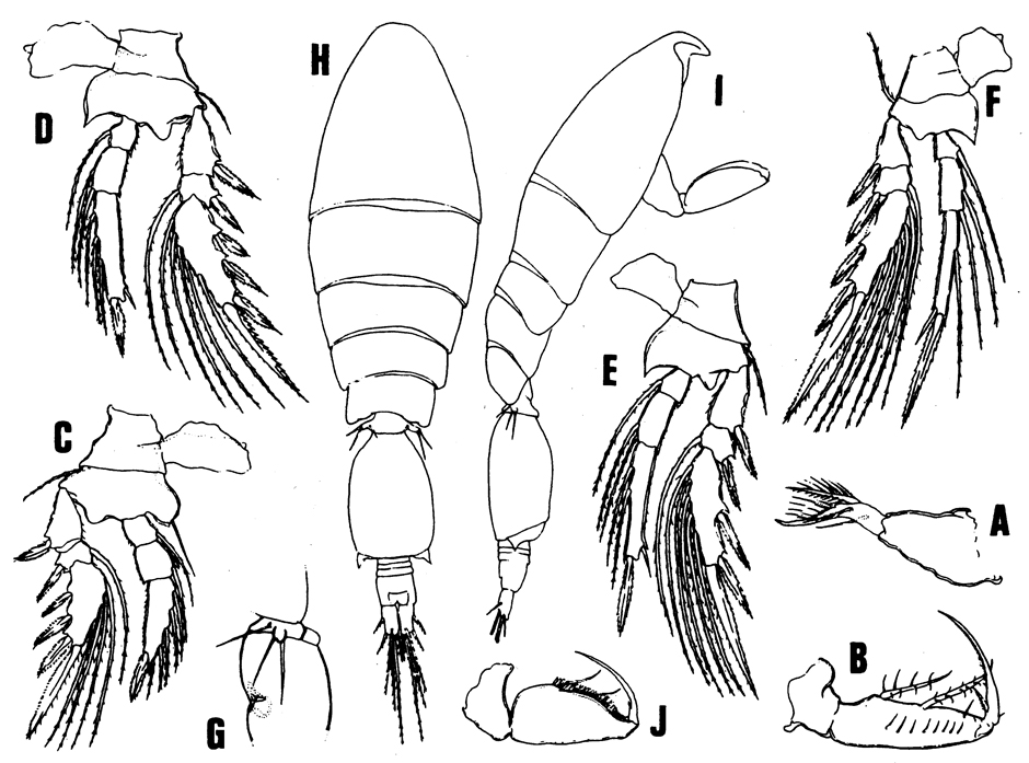 Espèce Monothula subtilis - Planche 9 de figures morphologiques