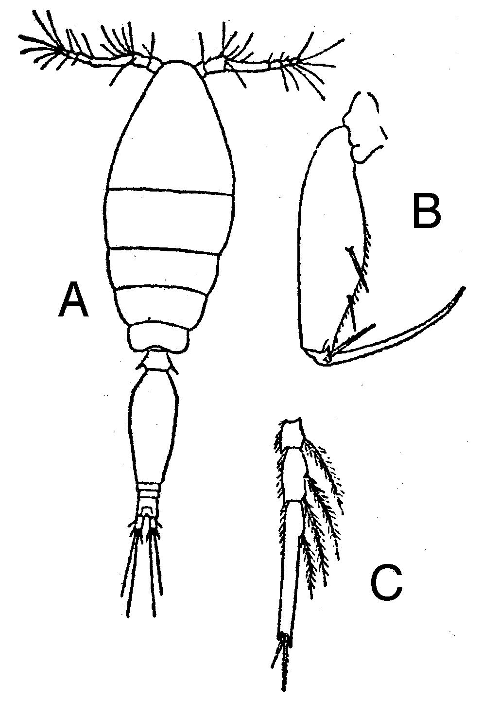 Species Oncaea tenella - Plate 1 of morphological figures