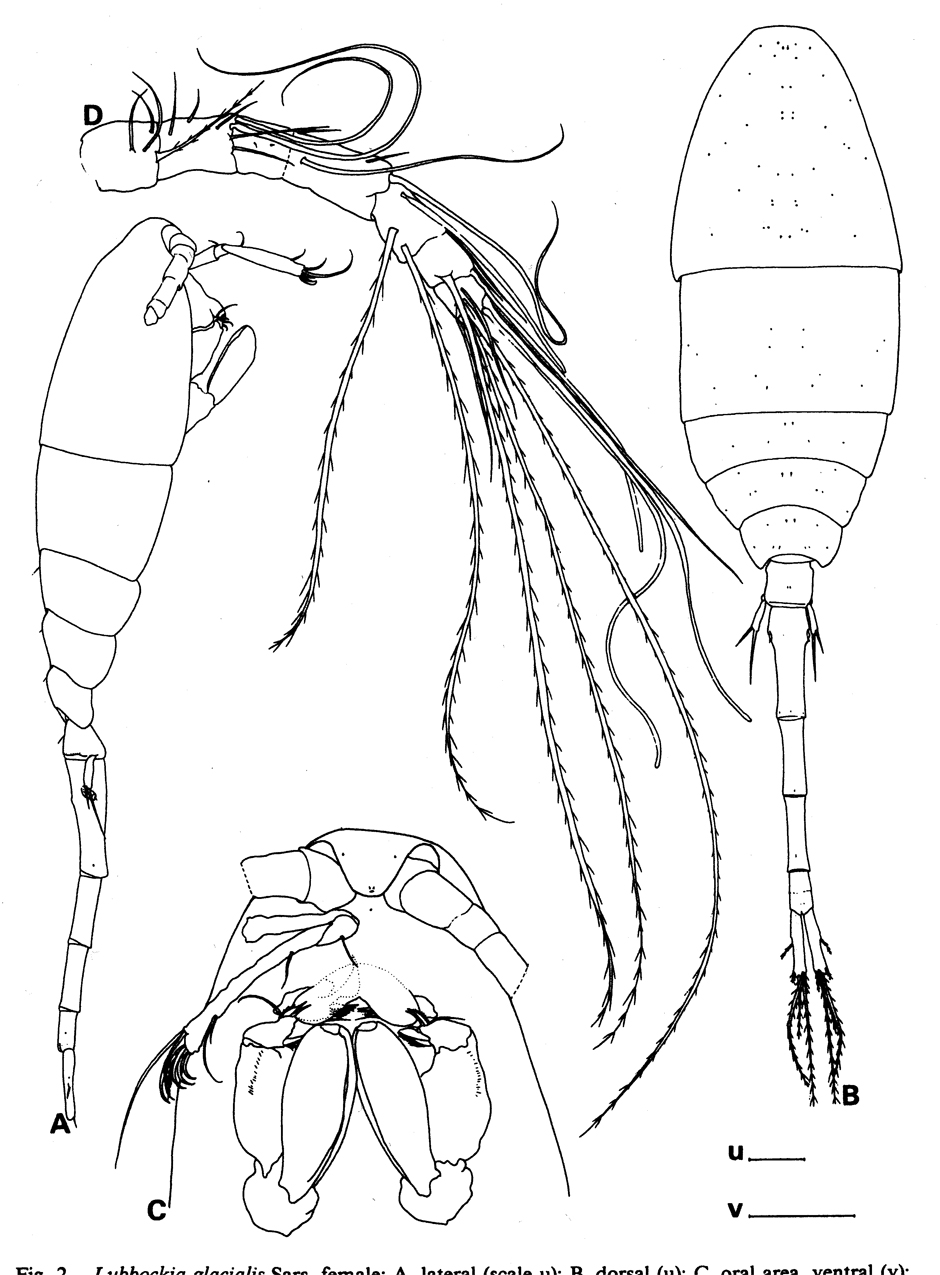 Species Atrophia glacialis - Plate 3 of morphological figures