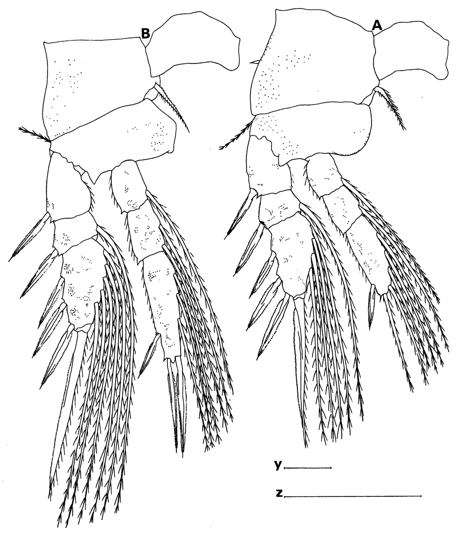 Species Atrophia glacialis - Plate 5 of morphological figures
