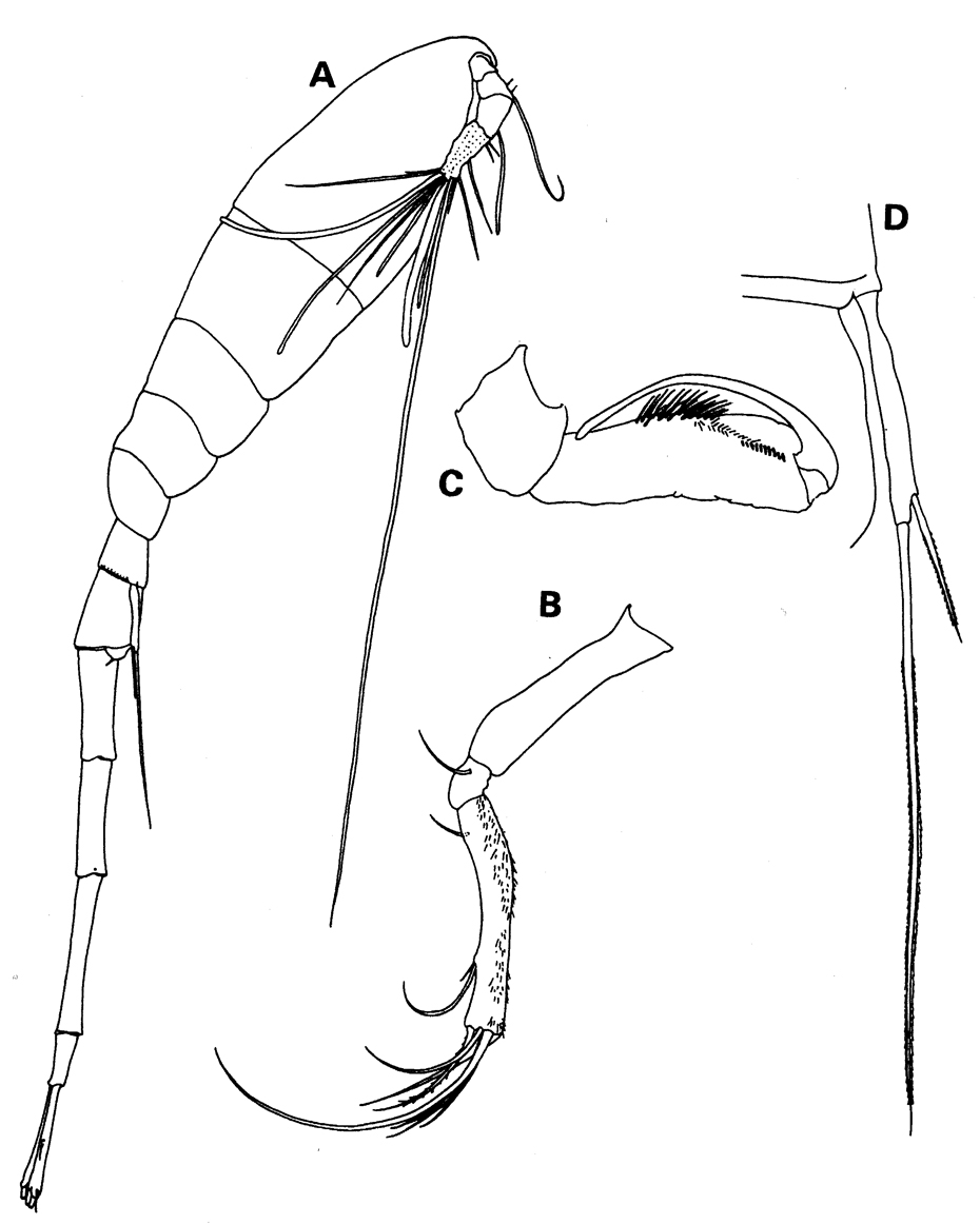 Espèce Atrophia glacialis - Planche 7 de figures morphologiques