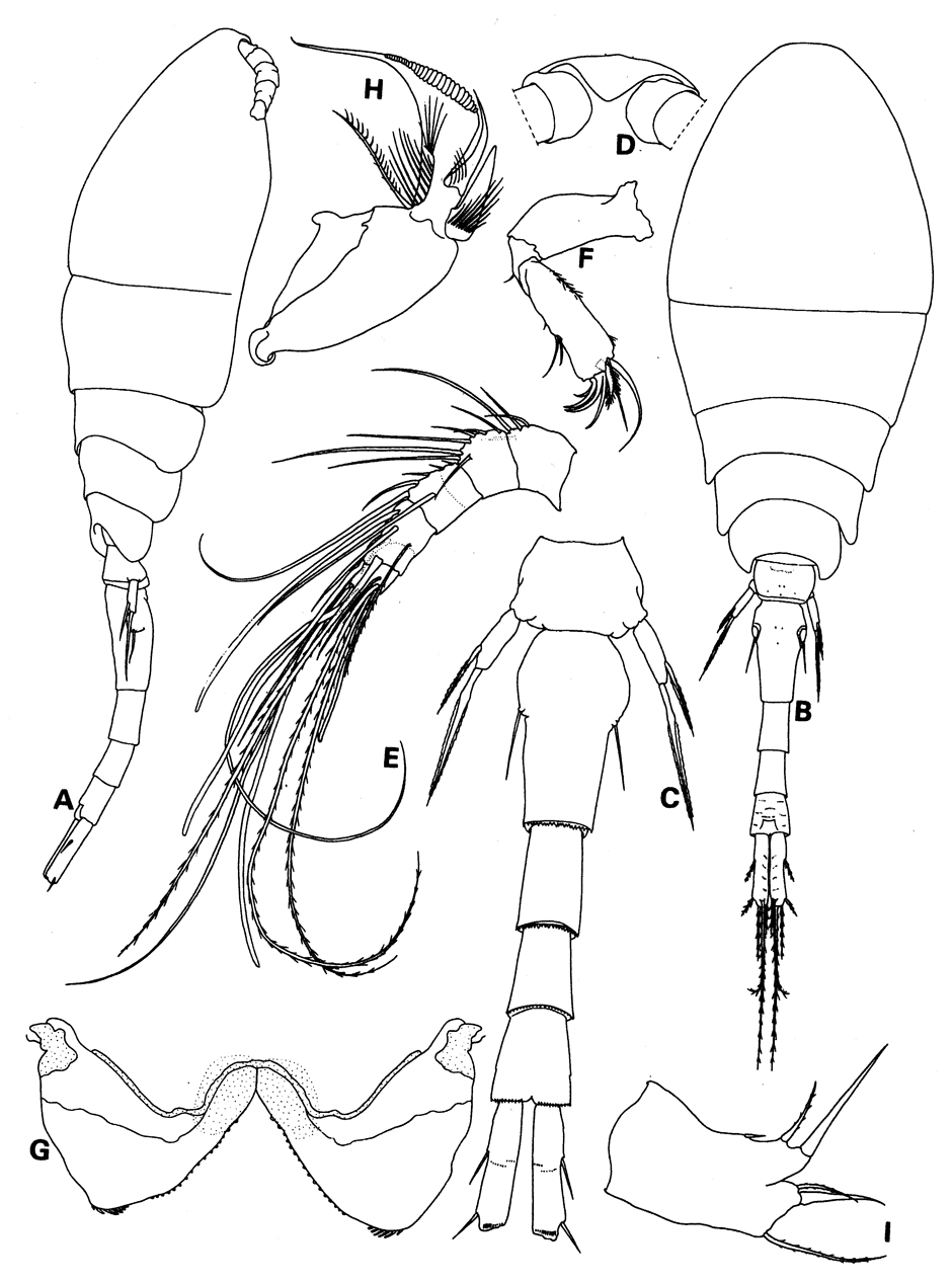 Espèce Homeognathia brevis - Planche 3 de figures morphologiques
