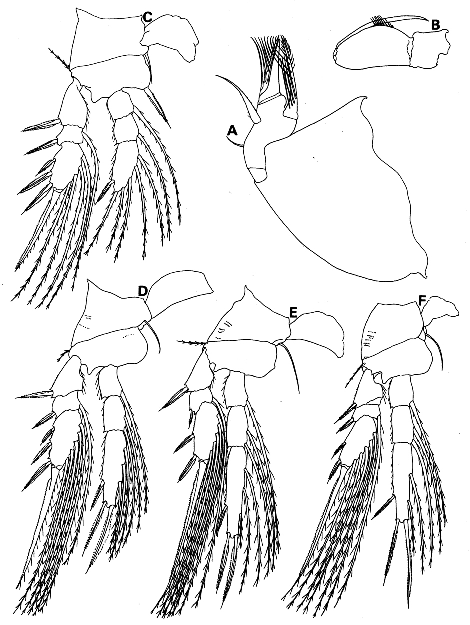 Species Homeognathia brevis - Plate 4 of morphological figures